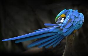 Fotografi Blue parrot, Abbas Ali Amir, (40 x 24.6 cm)