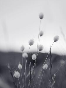 Konstfotografering Field Grass, Sisi & Seb, (30 x 40 cm)