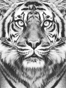 Konstfotografering Tiger BW, Sisi & Seb, (30 x 40 cm)