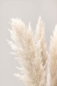 Konstfotografering Pampas Grass Grey 03, Studio Collection, (26.7 x 40 cm)