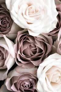 Fotografi Roses, Studio Collection, (26.7 x 40 cm)