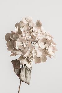 Fotografi Beige dried flower, Studio Collection, (26.7 x 40 cm)