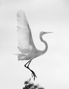 Konstfotografering Taking off, Vicki Lai, (30 x 40 cm)