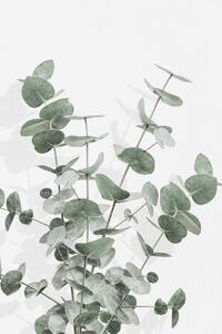 Illustration Eucalyptus Creative 16, Studio Collection, (26.7 x 40 cm)