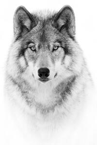 Konstfotografering Portrait of a Timber Wolf, Jim Cumming, (30 x 40 cm)