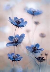 Fotografi Cosmos blue, Mandy Disher, (26.7 x 40 cm)