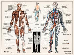 Illustration Antique Illustration of the Human Nervous & Muscular System, (40 x 30 cm)