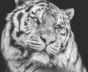 Fotografi Powerful high contrast black and white tiger face, Kagenmi