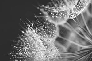 Konstfotografering Dandelion seed with water drops, Jasmina007, (40 x 26.7 cm)
