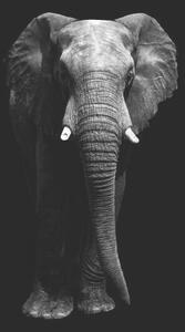 Fotografi Isolated elephant standing looking at camera, Aida Servi, (26.7 x 40 cm)