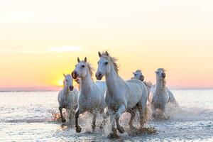 Fotografi Camargue white horses running in water at sunset, Peter Adams