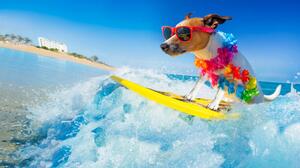 Fotografi dog surfing on a wave, damedeeso