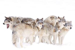 Konstfotografering Timber wolf family, Jim Cumming, (40 x 26.7 cm)