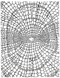 Illustration Organic Dot Pattern, CSA Images, (30 x 40 cm)