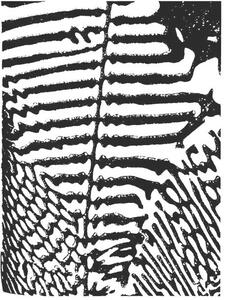 Illustration Zebra Pattern, CSA Images, (30 x 40 cm)