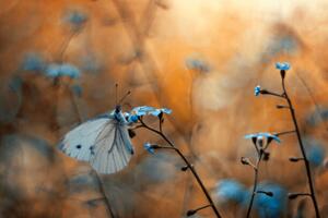 Fotografi Close-up of butterfly on plant, pozytywka / 500px