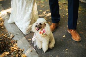 Konstfotografering Beautiful poodle with flowers on her neck, JovanaT, (40 x 26.7 cm)