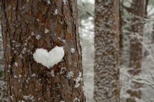 Konstfotografering heart made of snow on a tree trunk, Tanya Stetcyuk, (40 x 26.7 cm)