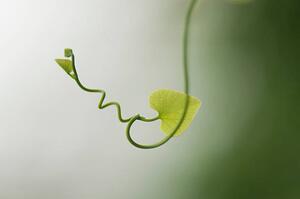 Konstfotografering Delicate plant tendril, PhotoAlto/Michele Constantini, (40 x 26.7 cm)