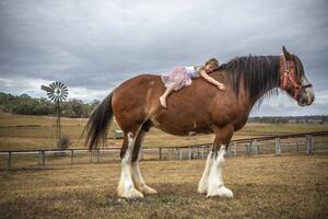 Konstfotografering Small girl lying on huge Clydesdale horse, David Trood, (40 x 26.7 cm)