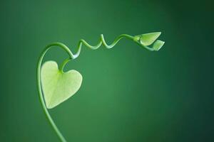 Konstfotografering Delicate vine with heart shaped leaves, ZenShui/Michele Constantini, (40 x 26.7 cm)