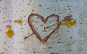 Konstfotografering Birch tree with carved heart, WHPics, (40 x 24.6 cm)