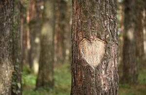 Konstfotografering Pine Heart, Pobytov, (40 x 26.7 cm)