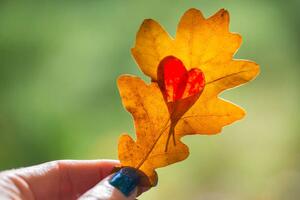 Konstfotografering Autumn yellow leaf with cut heart in a hand, polya_olya, (40 x 26.7 cm)