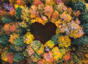 Konstfotografering Heart Shape In Autumn Forest, borchee, (40 x 30 cm)