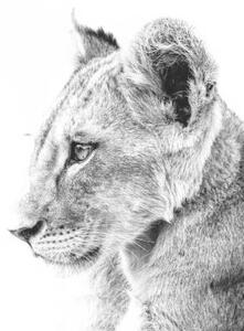 Konstfotografering Grayscale shot of a cute lion, Wirestock, (40 x 26.7 cm)
