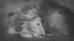 Konstfotografering Beautiful Portrait of Two Male Lions, Vicki Jauron, Babylon and Beyond Photography, (40 x 22.5 cm)