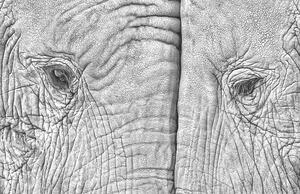 Konstfotografering Close-up of two elephants standing face to face, juanluis_duran, (40 x 26.7 cm)