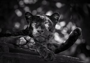 Konstfotografering Panther or leopard are relaxing, undefined undefined, (40 x 26.7 cm)