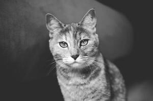 Konstfotografering Domestic cat looking at camera, Mario Gutiérrez, (40 x 26.7 cm)