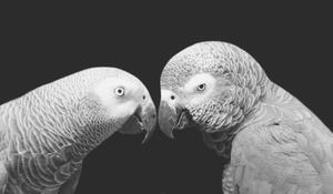 Konstfotografering Two Beautiful Big Grey Parrot Closeup, Amit Chauhan, (40 x 22.5 cm)