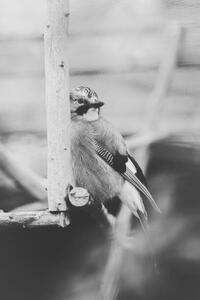 Konstfotografering Birdie Photo,Close-up of jay perching on feeder, Iolu Marian Beniamin / 500px, (26.7 x 40 cm)
