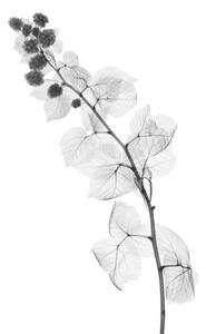 Konstfotografering Blackberry plant, X-ray, NICK VEASEY/SCIENCE PHOTO LIBRARY, (26.7 x 40 cm)