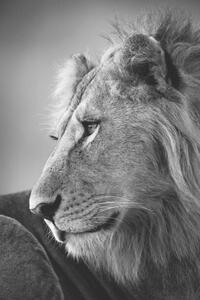 Konstfotografering Mono close-up of male lion looking left, nicholas_dale, (26.7 x 40 cm)
