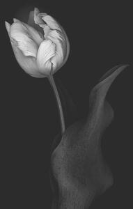 Konstfotografering Monochrome multi-shaded Parrot Tulip, OGphoto, (26.7 x 40 cm)