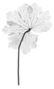 Konstfotografering Cranesbill leaf, (Geranium sp.), X-ray, NICK VEASEY/SCIENCE PHOTO LIBRARY, (26.7 x 40 cm)