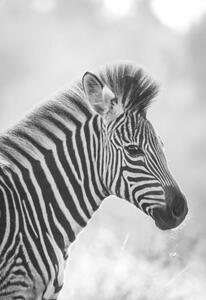 Konstfotografering Zebra, Zhanna Muzalevskaia, (26.7 x 40 cm)