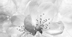 Konstfotografering Roses flowers. Floral spring background. Close-up., Fnadya76, (40 x 20 cm)