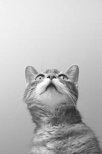 Konstfotografering a cat on grey background, Zoonar RF, (26.7 x 40 cm)