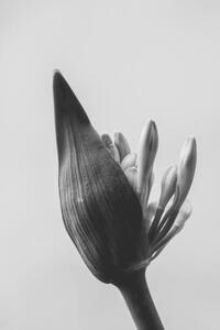 Konstfotografering close up of agapanthus bud in bloom isolated, LaperladiLabuan, (26.7 x 40 cm)