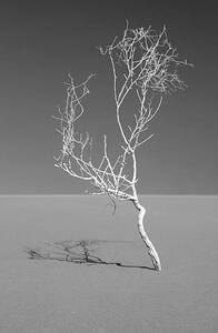 Konstfotografering Art of nature, Sossuvlei, Namib desert, Mike Korostelev, (26.7 x 40 cm)