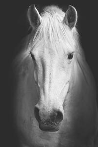 Konstfotografering Portrait of a white horse., kasto80, (26.7 x 40 cm)