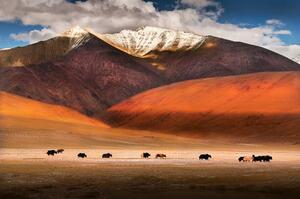 Konstfotografering Wild yaks in Ladakh, India., Nabarun Bhattacharya, (40 x 26.7 cm)
