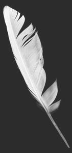 Konstfotografering Beautiful white feather isolated on black, nadtytok, (26.7 x 40 cm)