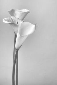 Konstfotografering Calla lilies, Svetl, (26.7 x 40 cm)
