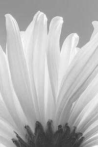 Konstfotografering white chrysanthemum bw, uuoott, (26.7 x 40 cm)